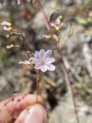 Lewisia columbiana
