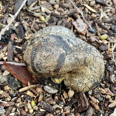 Pisolithus
