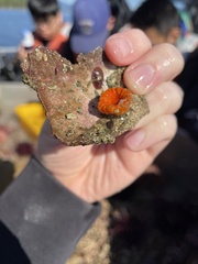 Balanophyllia elegans