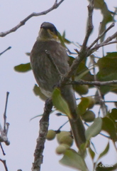 Gavicalis fasciogularis