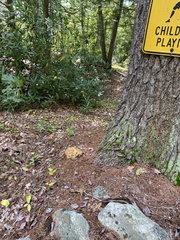 Daleomyces phillipsii