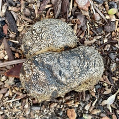 Pisolithus