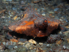 Ogcocephalus corniger