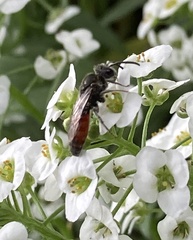 Sphecodes