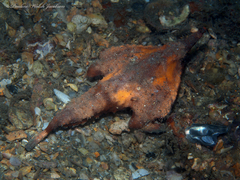 Ogcocephalus corniger