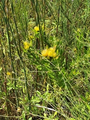 Leucospermum oleifolium