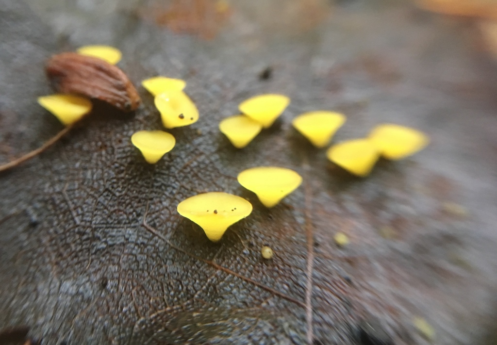 Hymenoscyphus epiphyllus