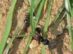 Messor capensis