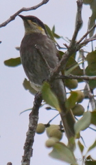 Gavicalis fasciogularis