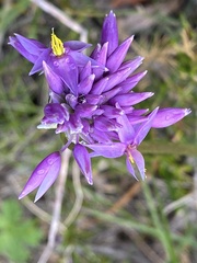 Sowerbaea laxiflora