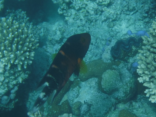 Red Sea Redbreasted Wrasse — seen at this dive site
