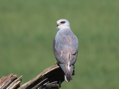 Elanus caeruleus caeruleus
