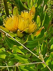 Leucospermum oleifolium