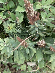 Spiraea douglasii
