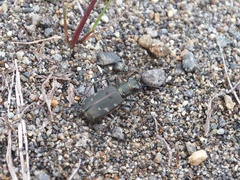 Cicindela transbaicalica japanensis