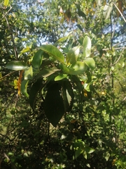 Aristotelia chilensis