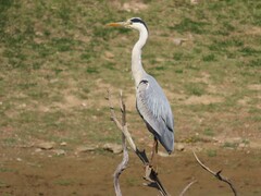 Ardea cinerea cinerea