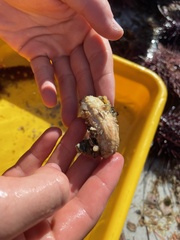 Eupentacta quinquesemita