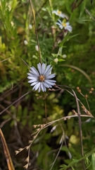 Symphyotrichum puniceum