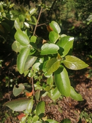 Aristotelia chilensis