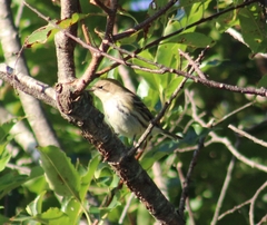 Setophaga coronata coronata