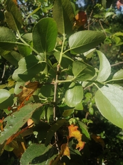 Aristotelia chilensis