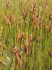 Elegia filacea