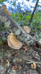 Daedaleopsis confragosa