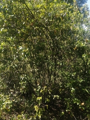 Aristotelia chilensis