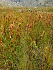 Elegia filacea
