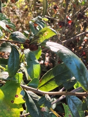 Disholcaspis quercusvirens