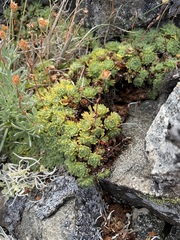 Saxifraga cespitosa