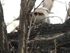 Cranioleuca pyrrhophia