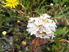 Ursinia