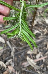 Ozothamnus ferrugineus