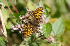 Melitaea celadussa