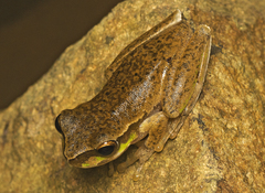 Ranoidea pearsoniana