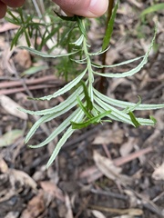 Ozothamnus ferrugineus