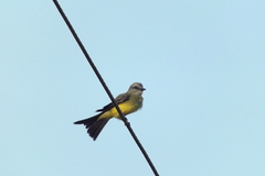 Tyrannus melancholicus