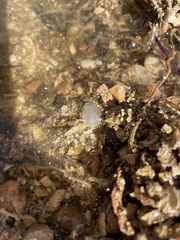 Acanthodoris hudsoni