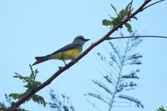 Tyrannus melancholicus
