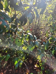 Disholcaspis quercusvirens