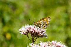 Melitaea celadussa
