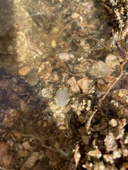 Acanthodoris hudsoni