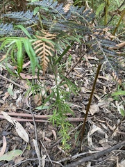 Ozothamnus ferrugineus