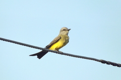Tyrannus melancholicus