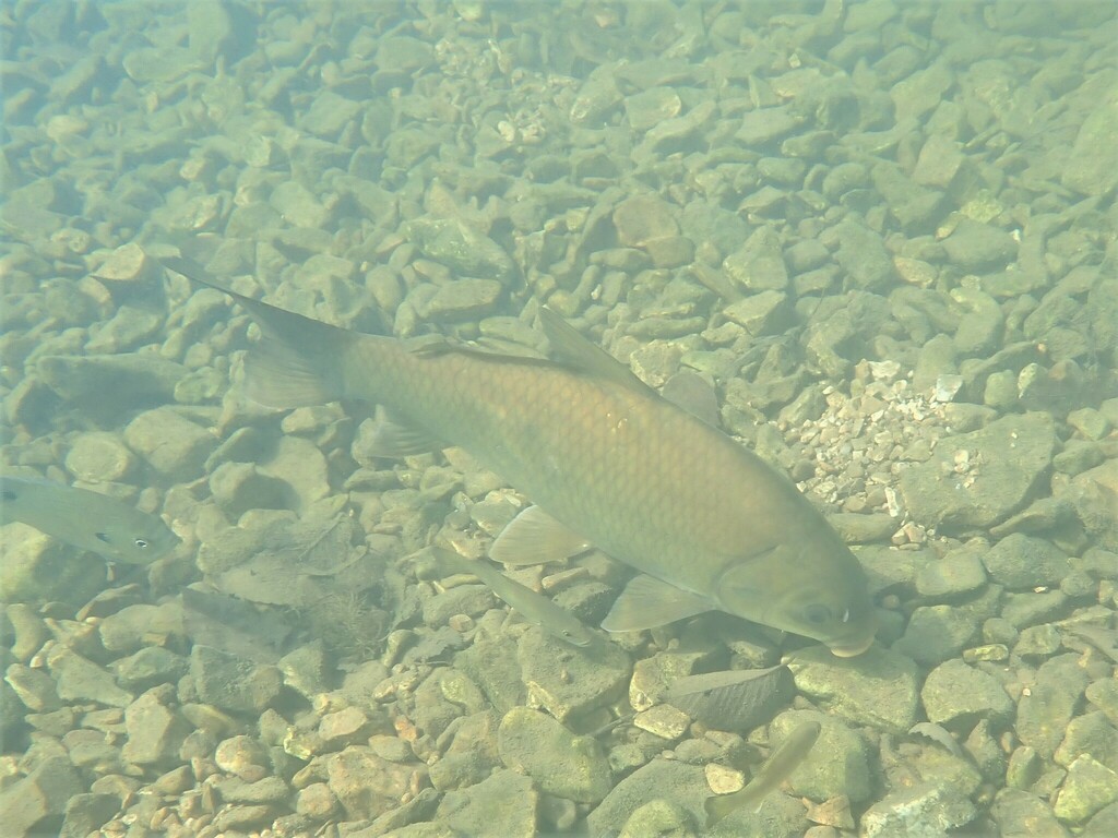 Buffalofish (Ictiobus bubalus) — Catostomidae