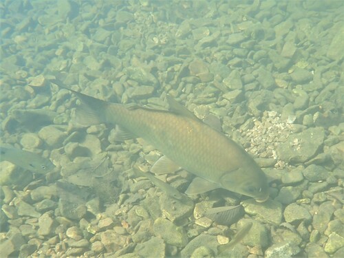Buffalofish (Ictiobus bubalus) — Catostomidae