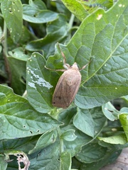Abagrotis alternata