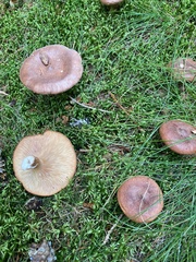 Lactarius rufus